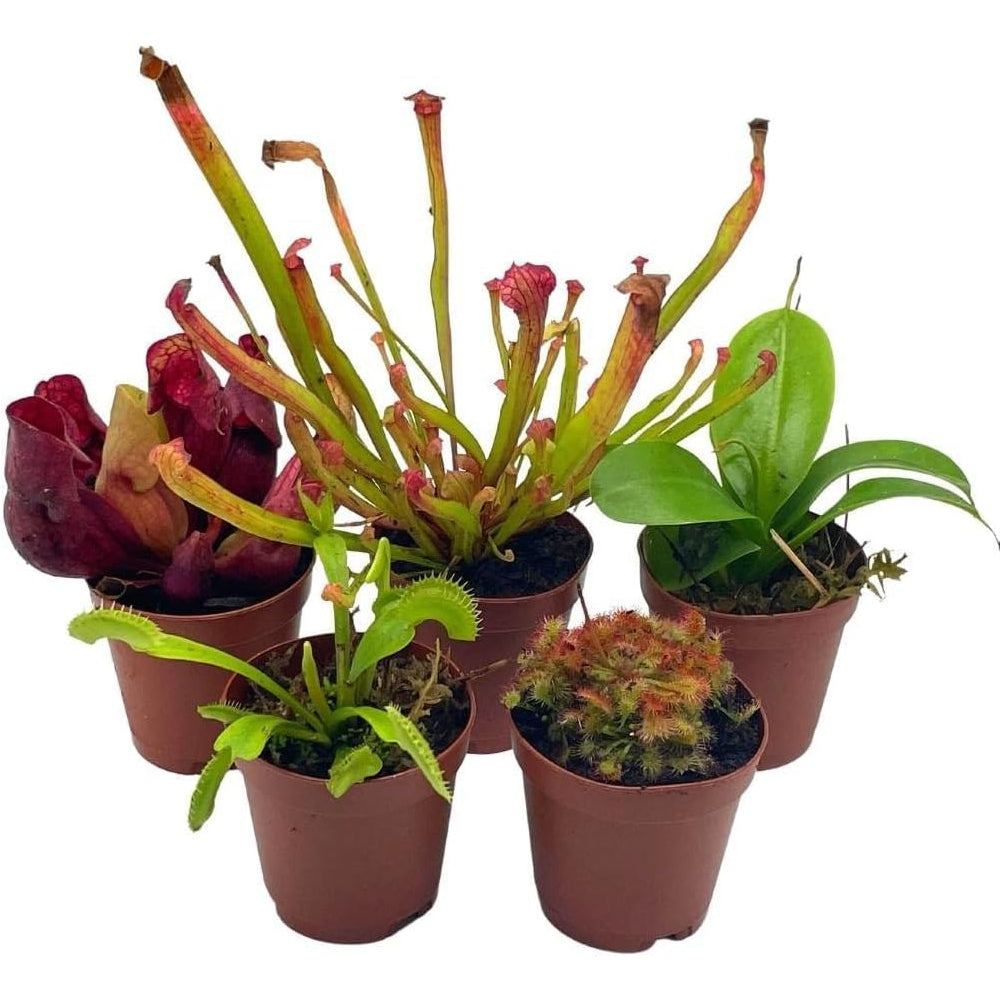 Carnivorous Plant Assortment