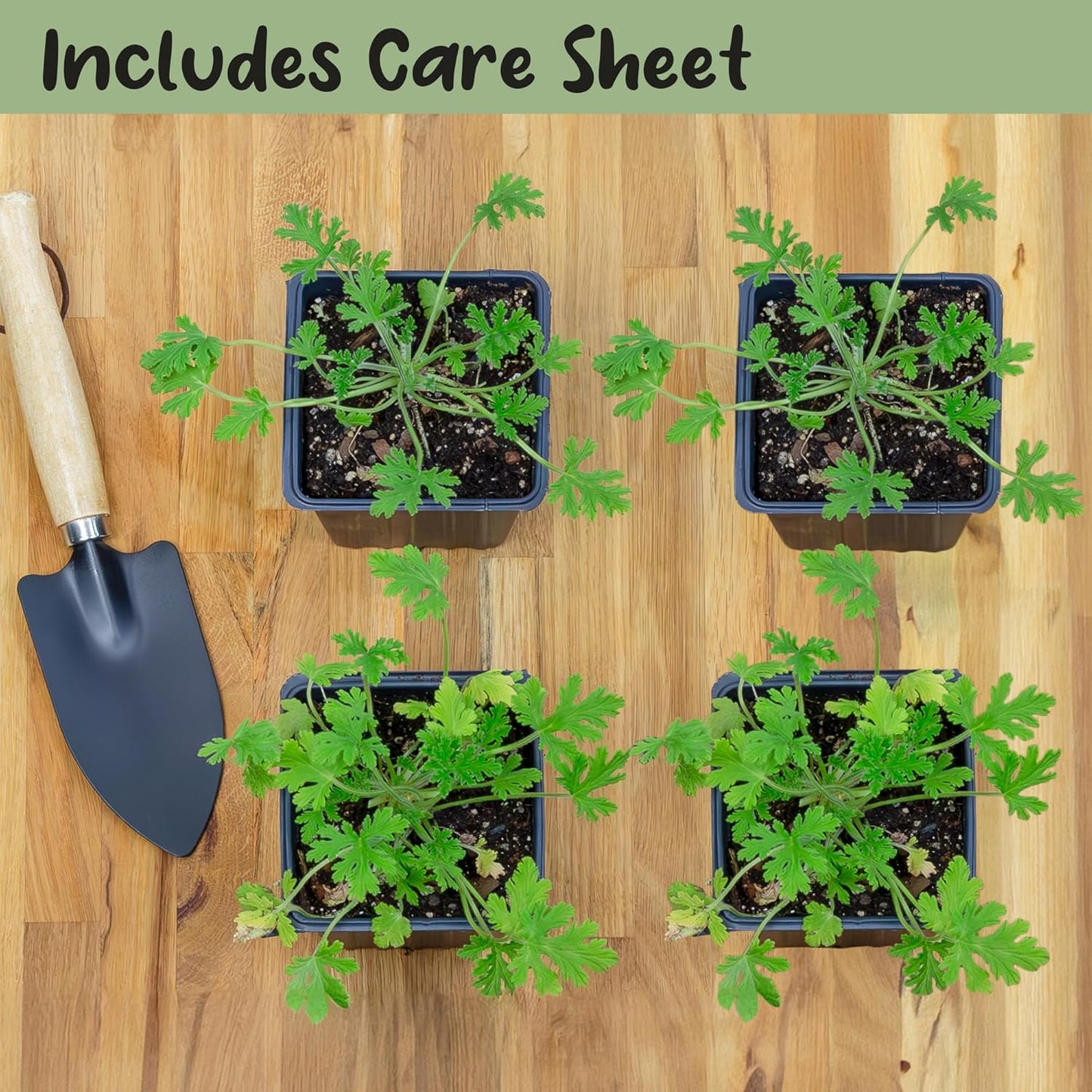 Live Mosquito Repelling Plants