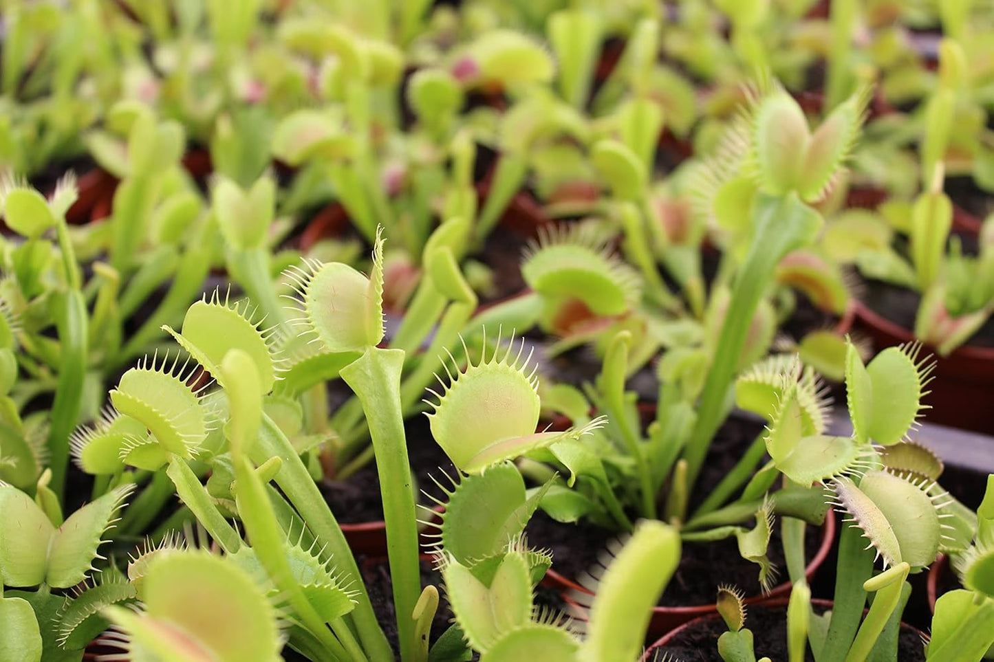 Live Venus Fly Trap