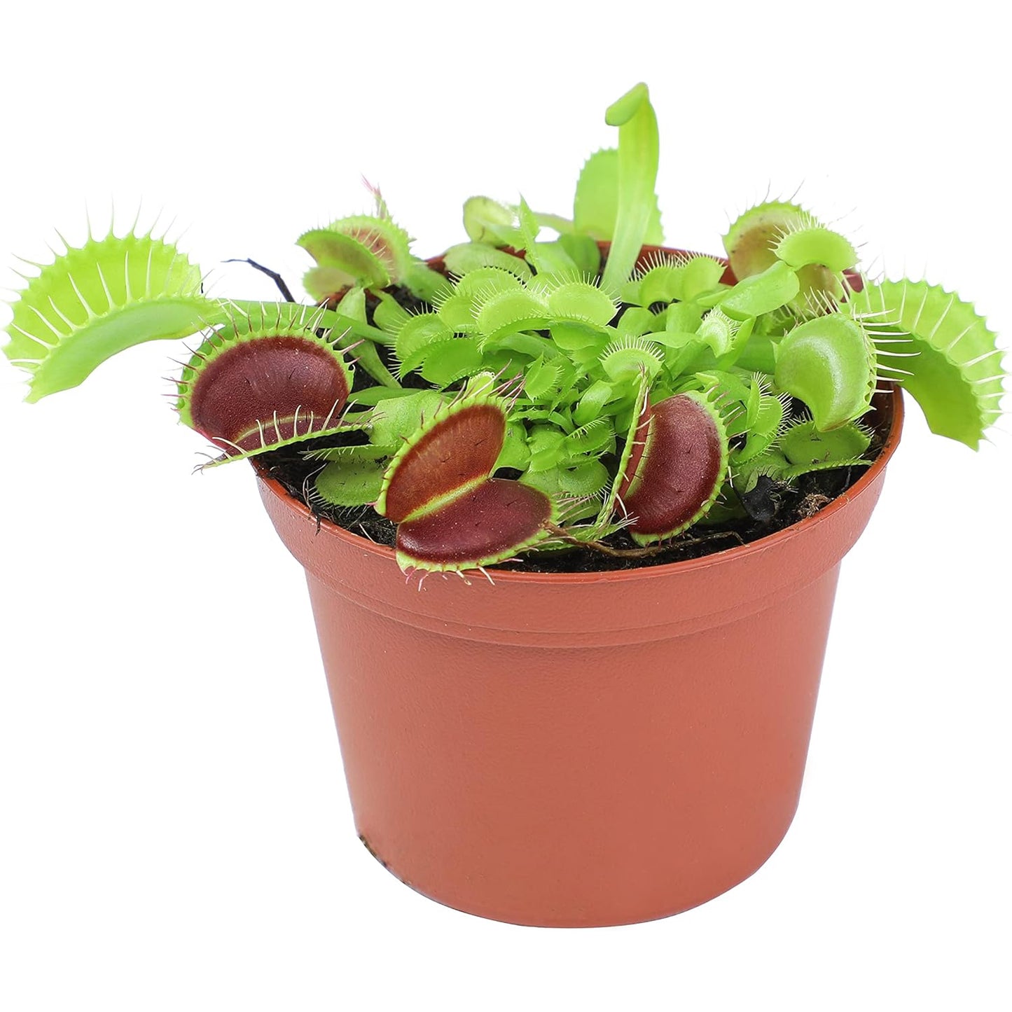 Live Venus Fly Trap