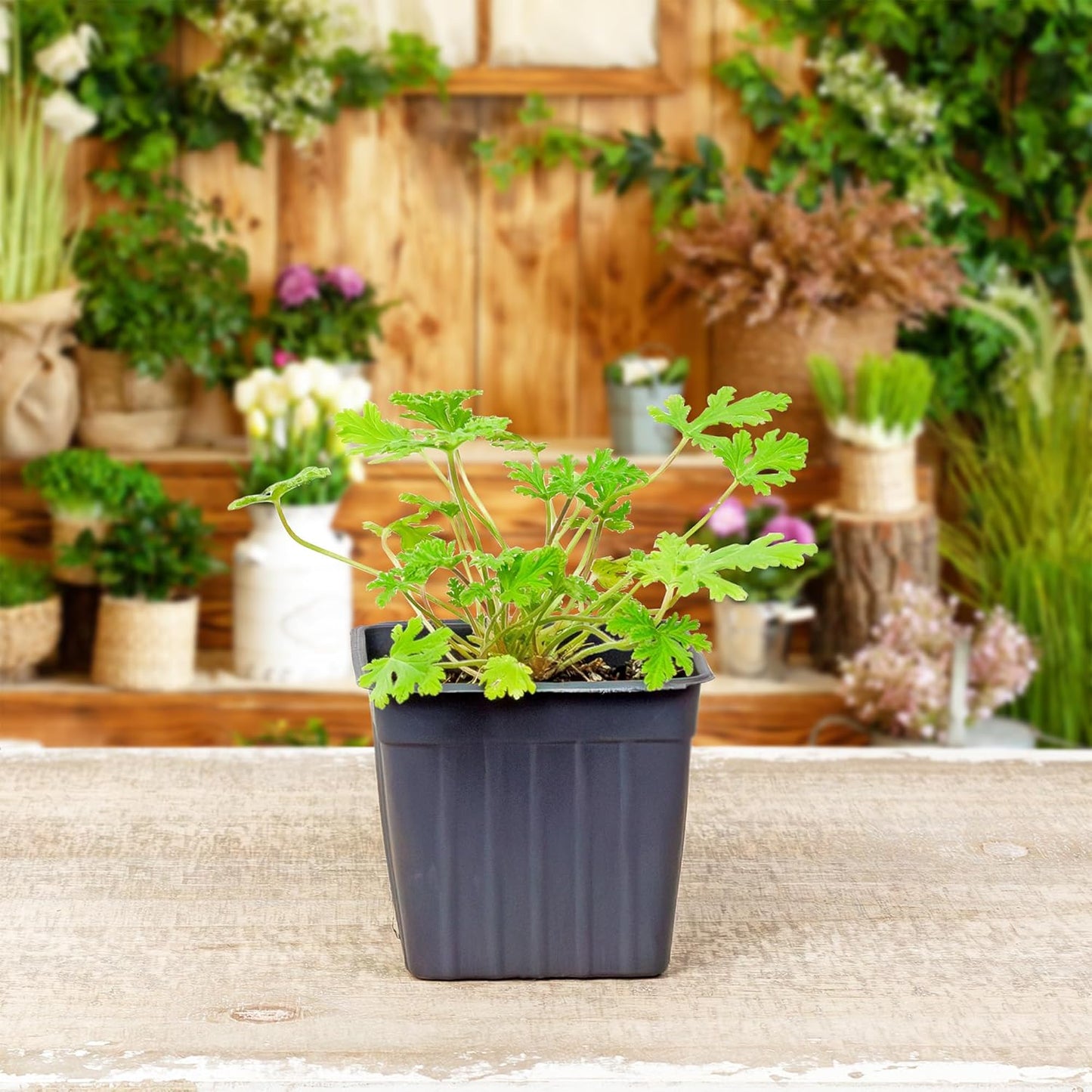 Live Mosquito Repelling Plants
