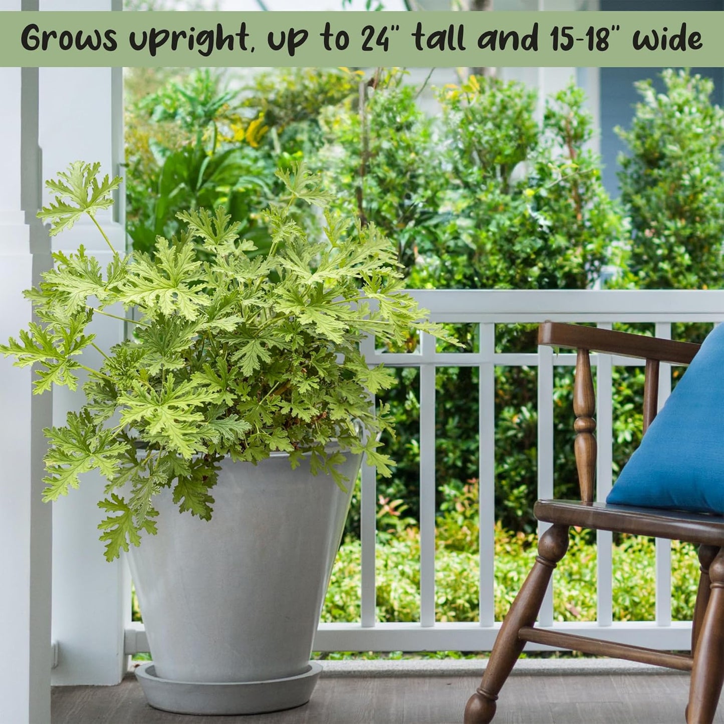 Live Mosquito Repelling Plants