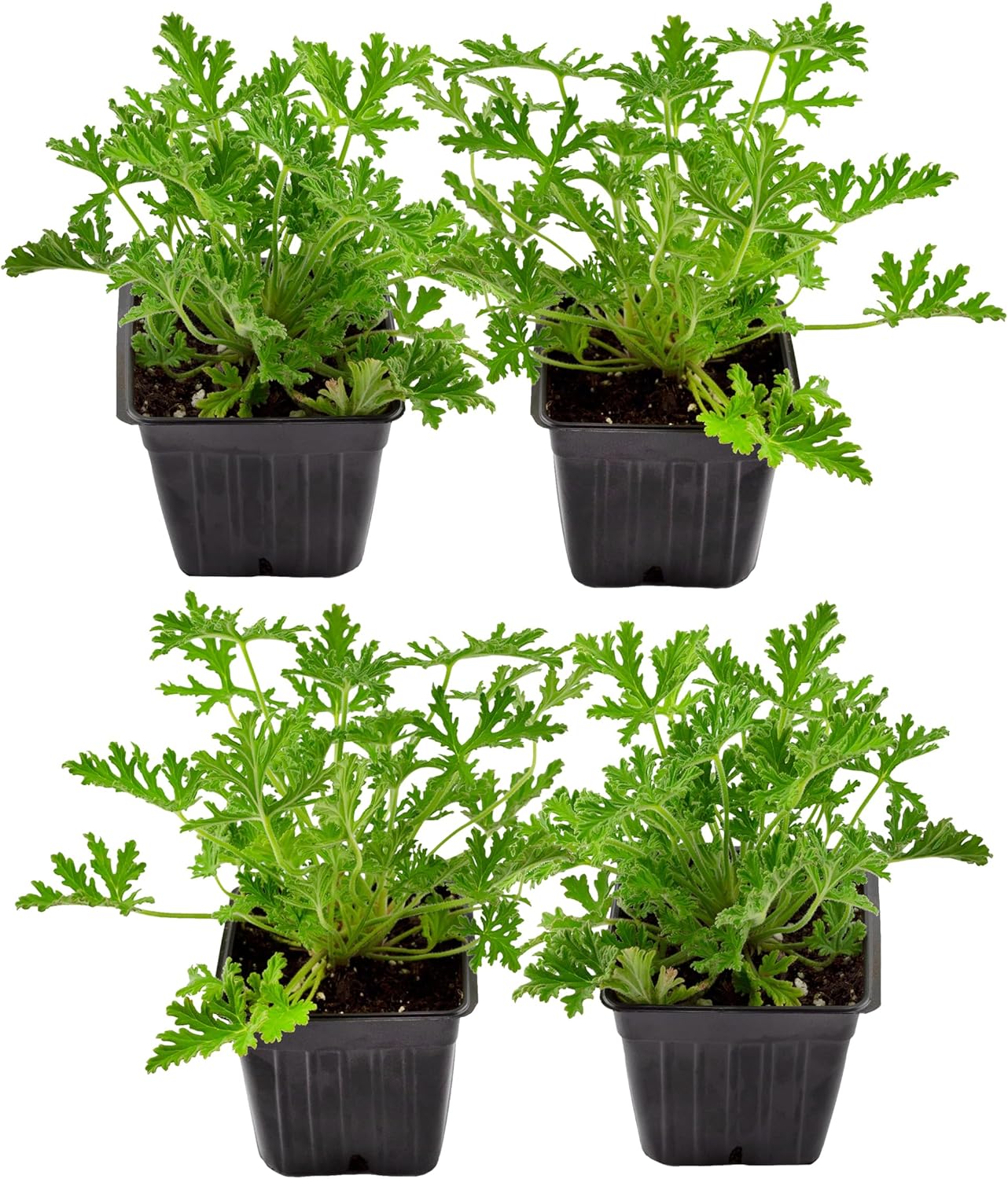 Live Mosquito Repelling Plants