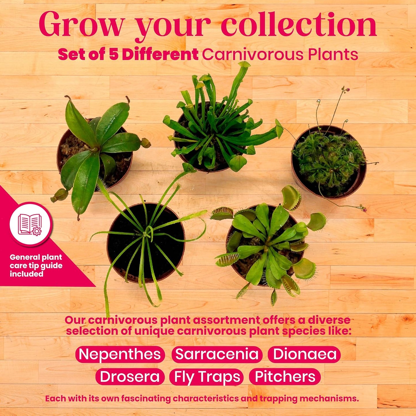 Carnivorous Plant Assortment